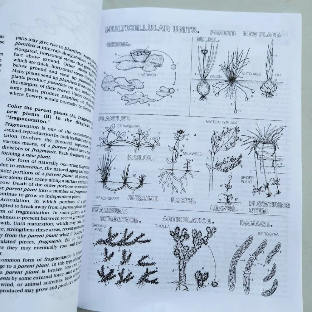 NEW Botany Coloring Book Adult High School Paperback High School Science Activit